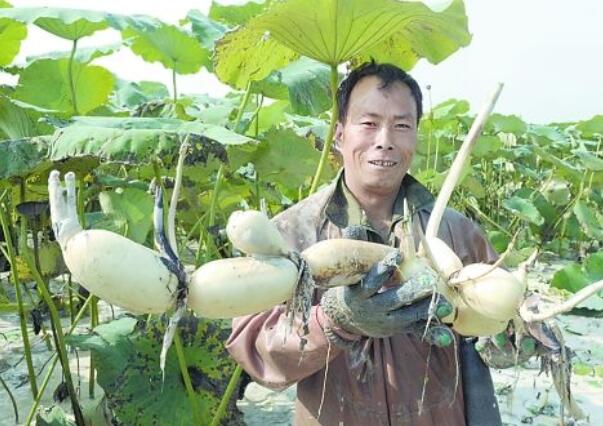 江蘇有幾個蓮藕基地，江蘇蓮藕種植基地在那里
