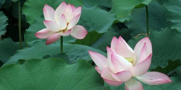 蓮藕開花是荷葉花嗎,睡蓮下面長藕嗎