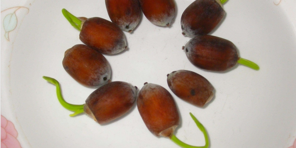 蓮藕是種植種子還是藕，蓮藕種子怎么種植方法