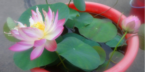 蓮藕是種植種子還是藕，蓮藕種子怎么種植方法