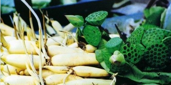 蓮藕是種植種子還是藕，蓮藕種子怎么種植方法