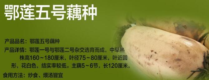 3537蓮藕是什么品種，3735蓮藕品種介紹