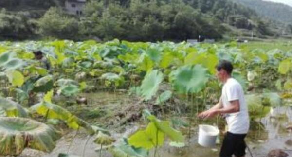 種蓮藕可以用什么肥料，蓮藕用什么肥料產(chǎn)量高