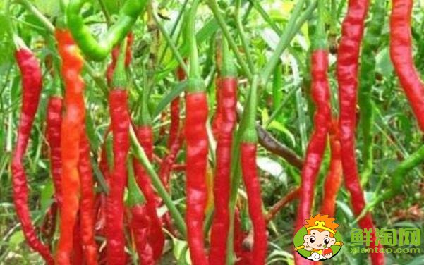 中國最辣的辣椒排名在哪個省，中國十大最辣辣椒排名圖片