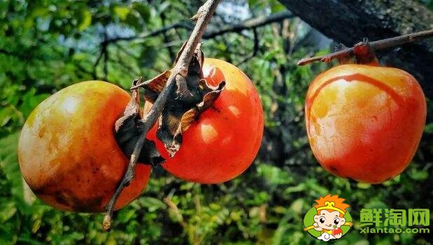 黃柿子和紅柿子有什么區別,南紅柿子黃與柿子紅的區別
