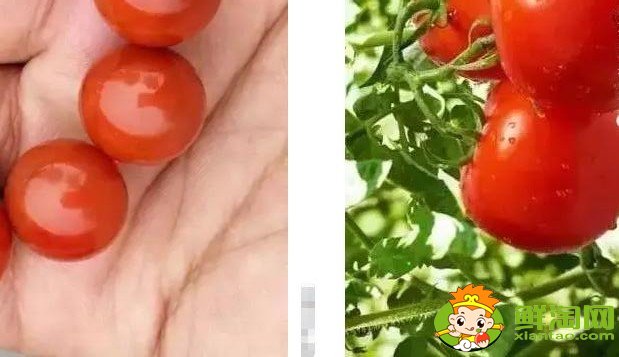 黃柿子和紅柿子有什么區別,南紅柿子黃與柿子紅的區別