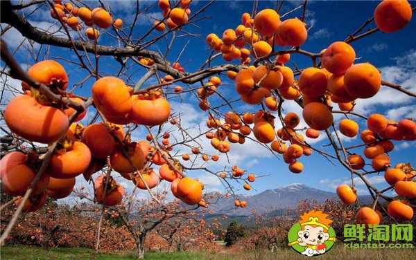 柿子生長(zhǎng)在南方還是北方，柿子的生長(zhǎng)過程是什么