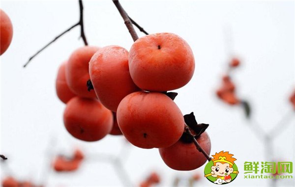 柿子生長(zhǎng)在南方還是北方，柿子的生長(zhǎng)過程是什么