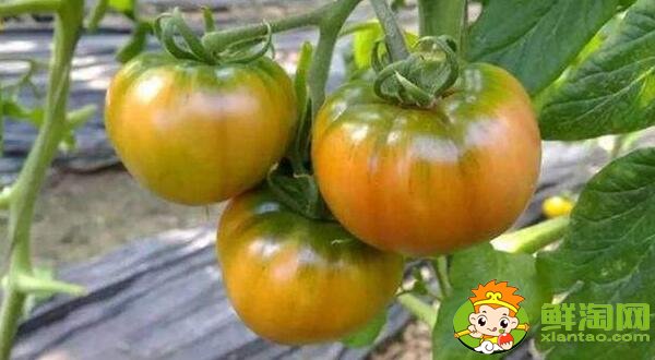 鐵皮柿子和西紅柿有什么區別，鐵皮柿子沒熟為什么也好吃
