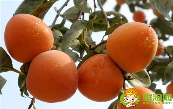中國最有名的柿子是什么品種，什么品種的柿子摘下來就能吃