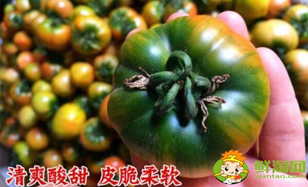 鐵皮西紅柿幾月份成熟，鐵皮西紅柿成熟時間