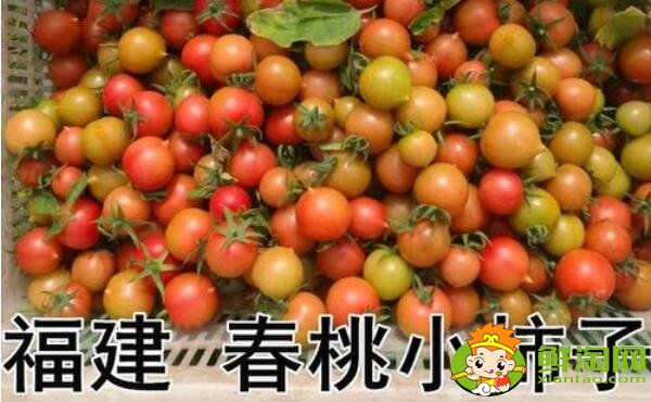 春桃圣女果是轉基因嗎,春桃和圣女果的區別