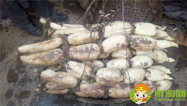什么蓮藕品種產(chǎn)量最高,當(dāng)前什么蓮藕品種產(chǎn)量大