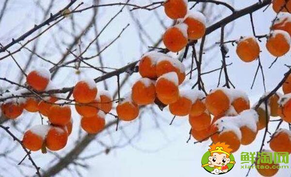 東北凍柿子是什么品種，東北凍柿子產自哪里
