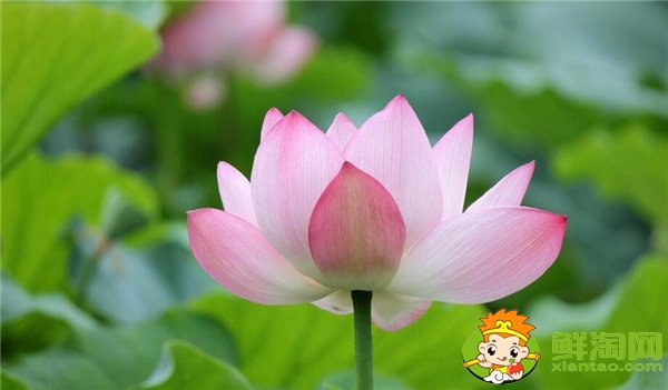 荷花的蓮子和蓮藕被稱為什么,荷花是蓮子還是蓮藕長出來的