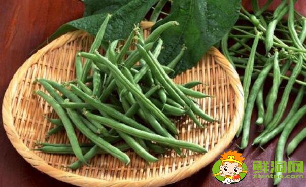 四季豆是什么樣子的，四季豆是什么顏色的
