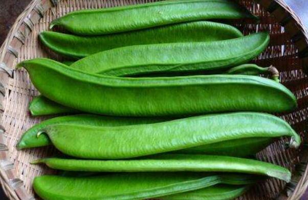 四季豆是什么豆角，和四季豆長得像是什么豆角