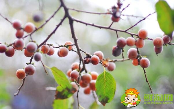 果子很小的柿子是什么品種，最有前景的柿子品種