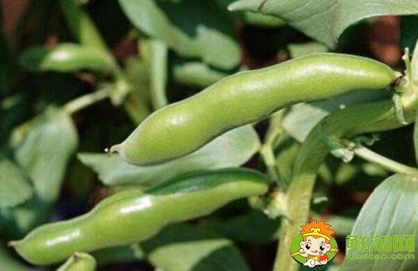 蕓豆跟蠶豆是一樣的嗎，蕓豆和蠶豆的區(qū)別