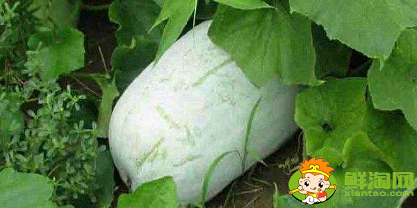 冬瓜什么時候種植最好,冬瓜什么時候種植高產