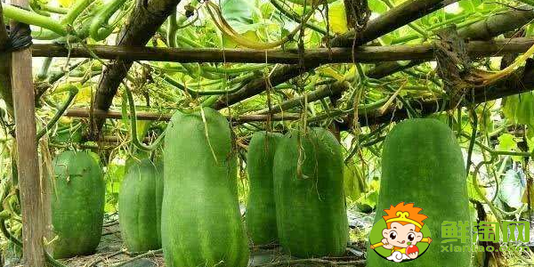 冬瓜什么時候種植最好,冬瓜什么時候種植高產