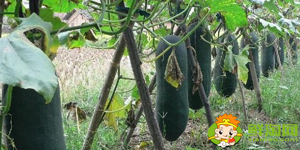 冬瓜什么時候種植最好，冬瓜什么時候種植高產