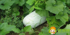冬瓜什么季節吃，冬瓜什么時候采摘