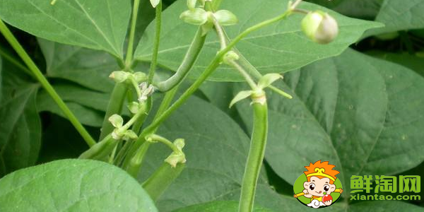 四季豆是什么季節(jié)的菜，四季豆是什么時候上市