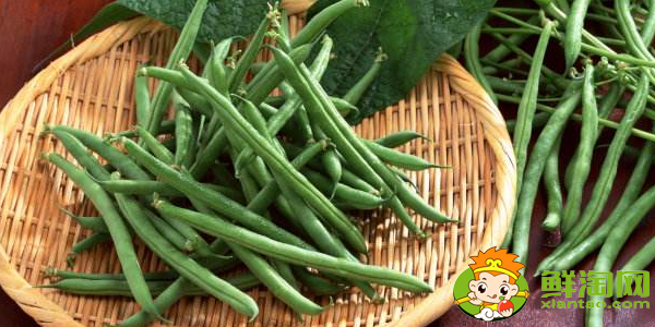 四季豆是什么季節(jié)的菜，四季豆是什么時候上市