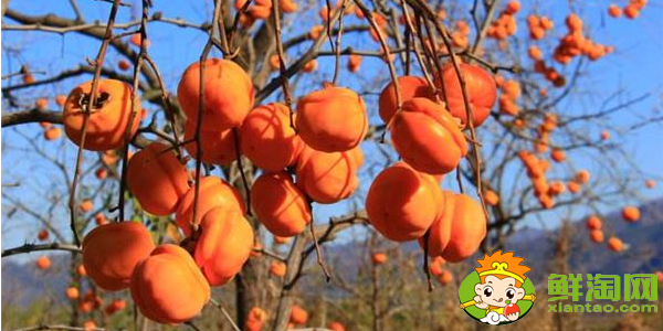 紅柿與春桃有什么區別,柿子和普通西紅柿的區別