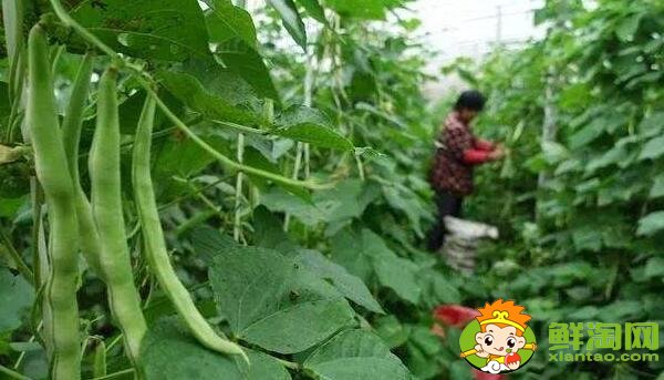 蕓豆是什么季節(jié)成熟的蔬菜(夏季)，蕓豆只開(kāi)花不結(jié)果是什么原因