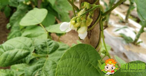 蕓豆是什么季節(jié)成熟的蔬菜(夏季)，蕓豆只開(kāi)花不結(jié)果是什么原因