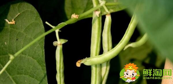 蕓豆是什么季節(jié)成熟的蔬菜(夏季)，蕓豆只開(kāi)花不結(jié)果是什么原因