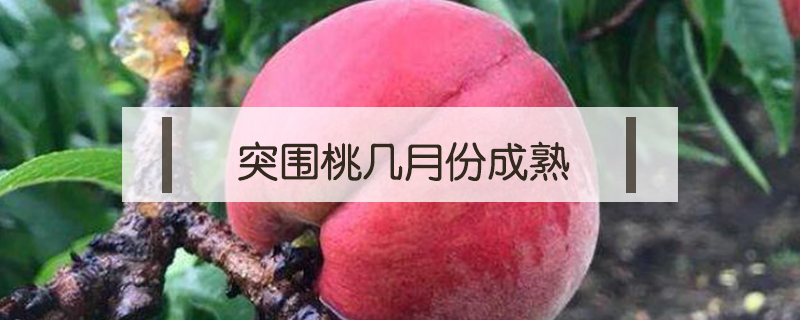 突圍桃幾月份成熟