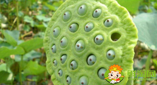 蓮蓬怎么吃不苦，蓮蓬怎么吃有什么功效