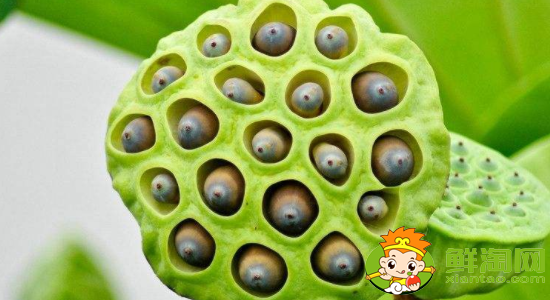 蓮蓬怎么吃不苦，蓮蓬怎么吃有什么功效