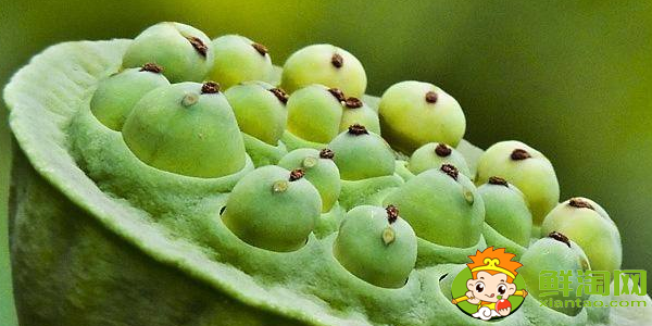 蓮蓬長在哪里(最好蓮蓬產(chǎn)地)，新鮮蓮蓬哪里產(chǎn)的好