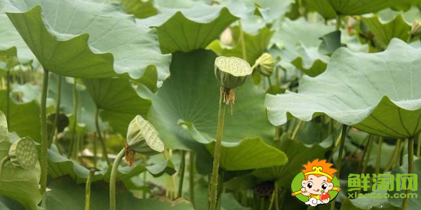 蓮蓬長在哪里(最好蓮蓬產(chǎn)地),新鮮蓮蓬哪里產(chǎn)的好