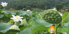 哪里產蓮蓬，蓮蓬什么產地的好吃