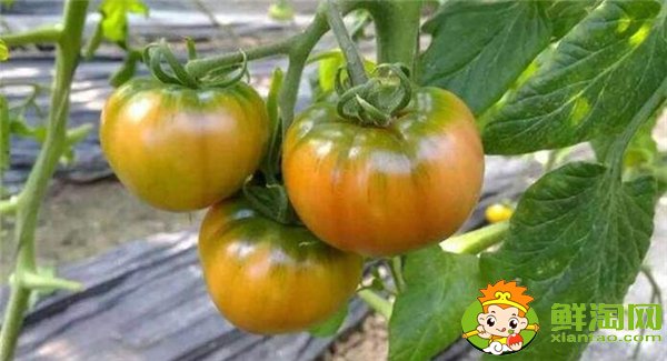 鐵皮西紅柿的特點(diǎn),鐵皮柿子營(yíng)養(yǎng)成分