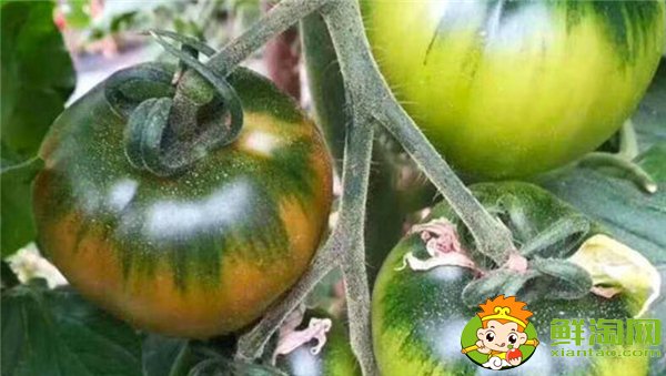 鐵皮西紅柿的特點(diǎn),鐵皮柿子營(yíng)養(yǎng)成分