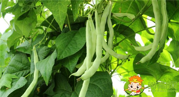 四季豆是什么時候種的,四季豆什么時候種最好