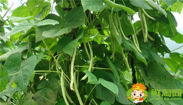 四季豆是什么時候種的，四季豆什么時候種最好