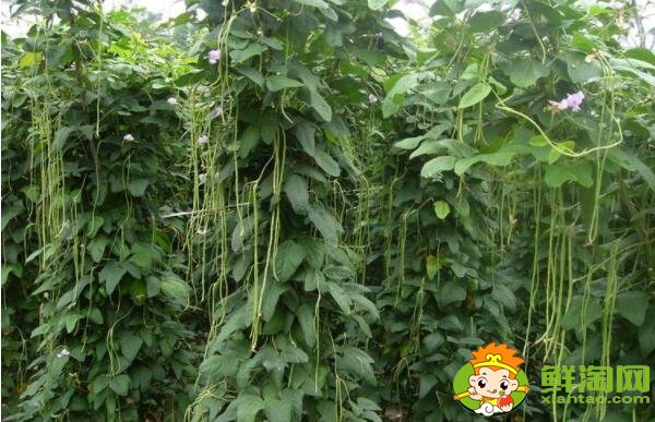 豆角為什么會回奶，減肥為什么不能吃豆角