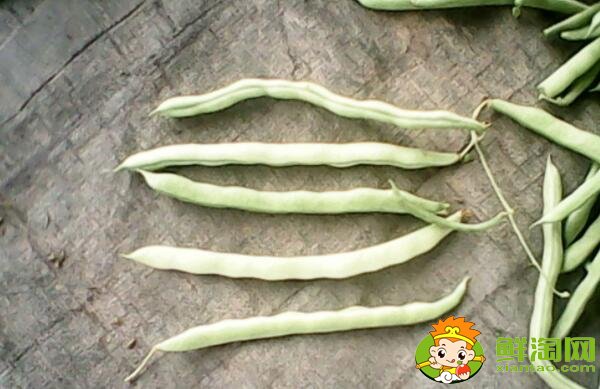 白色的豆角叫什么，白不老豆角有毒嗎
