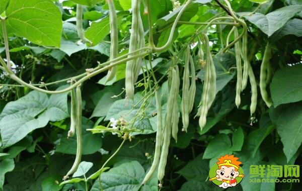白不老豆角幾月份種,白不老豆角是否打尖