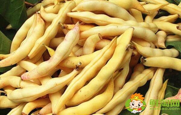 東北黃金鉤豆角為何貴，東北最好的油豆角種子