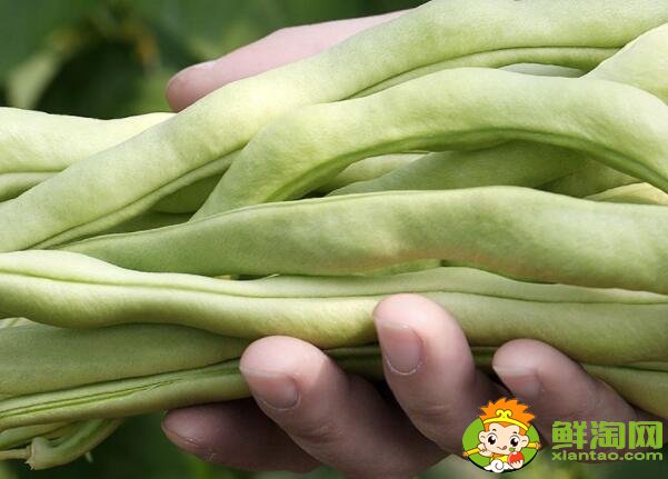 老來(lái)嫩豆角是啥，豆角為什么叫老來(lái)嫩