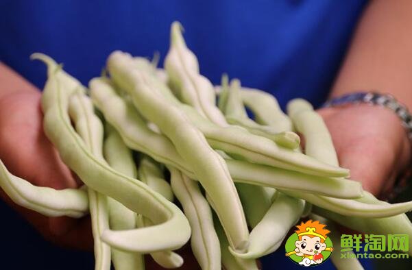 各種豆角圖片和名稱，適合北方種的各種豆角圖片