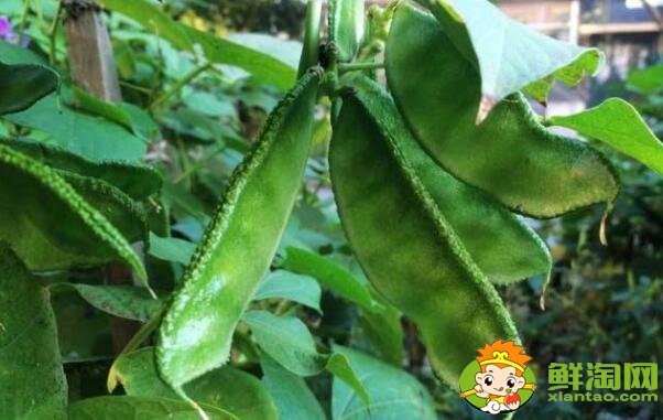 各種豆角圖片和名稱，適合北方種的各種豆角圖片